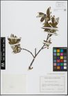 Foto von Salix helvetica Vill.